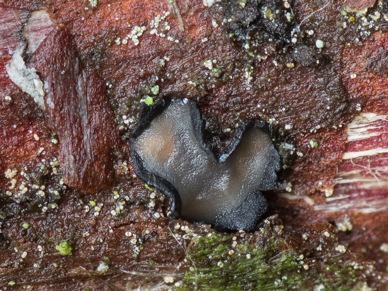 Colpoma juniperi Colpoma juniperi